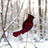 Stained Glass Cardinal